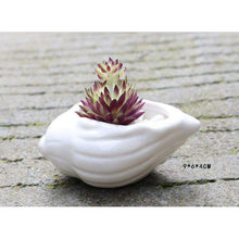 6pcs/set Mini White Succulent Holder -  Free People - Bohochic - Music Festival