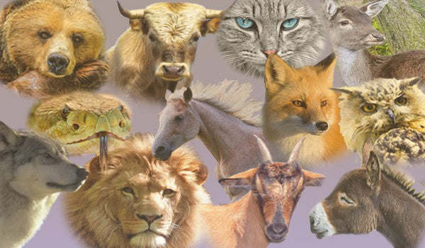 The Complete Guide on How to Find Your Spirit Animal