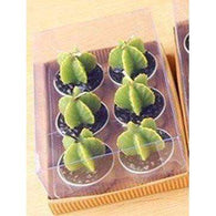 Succulent Cactus Candles,zen den,[product_vender],Mindful Bohemian
